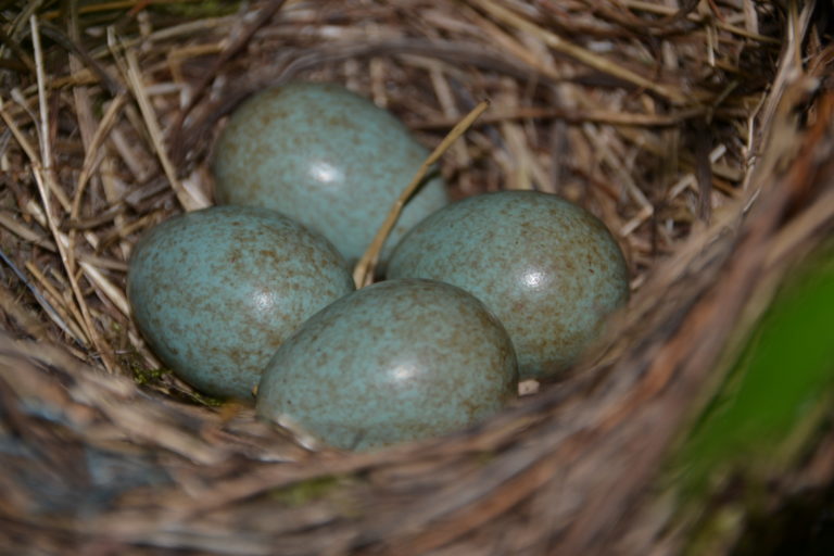 Ostergrüße