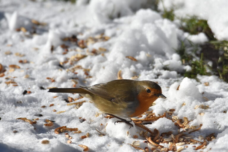 WEIHNACHTSGRUß