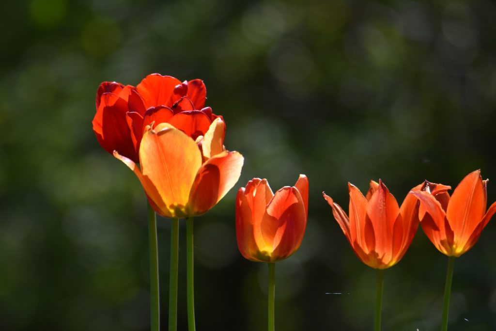 Tulpenblüte 
(Foto: A. Holm)