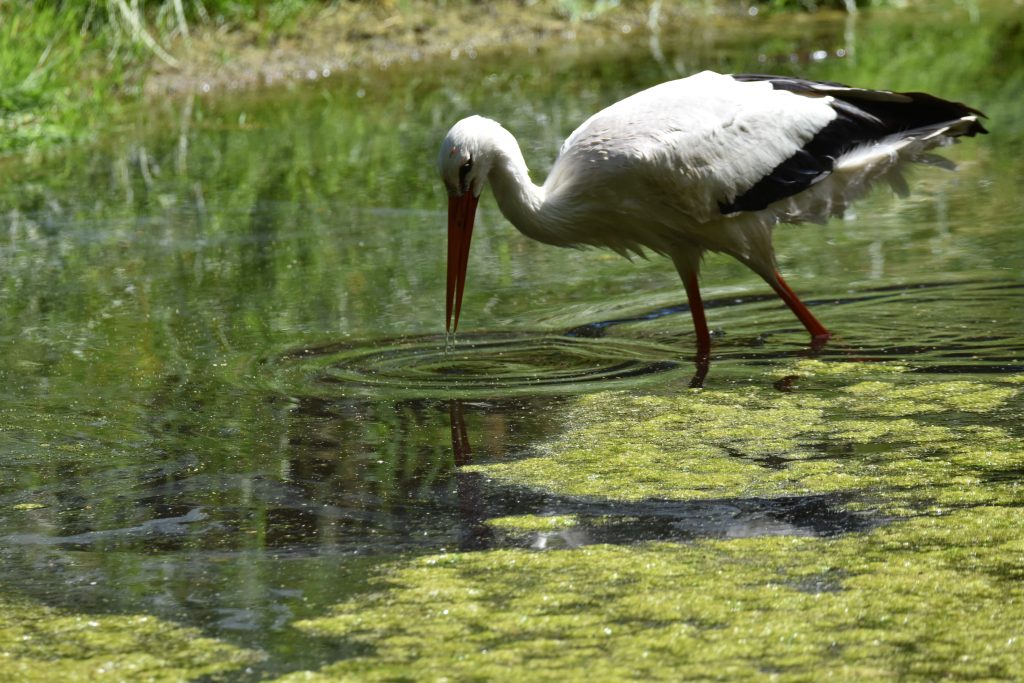 Weißstorch (A. Holm)