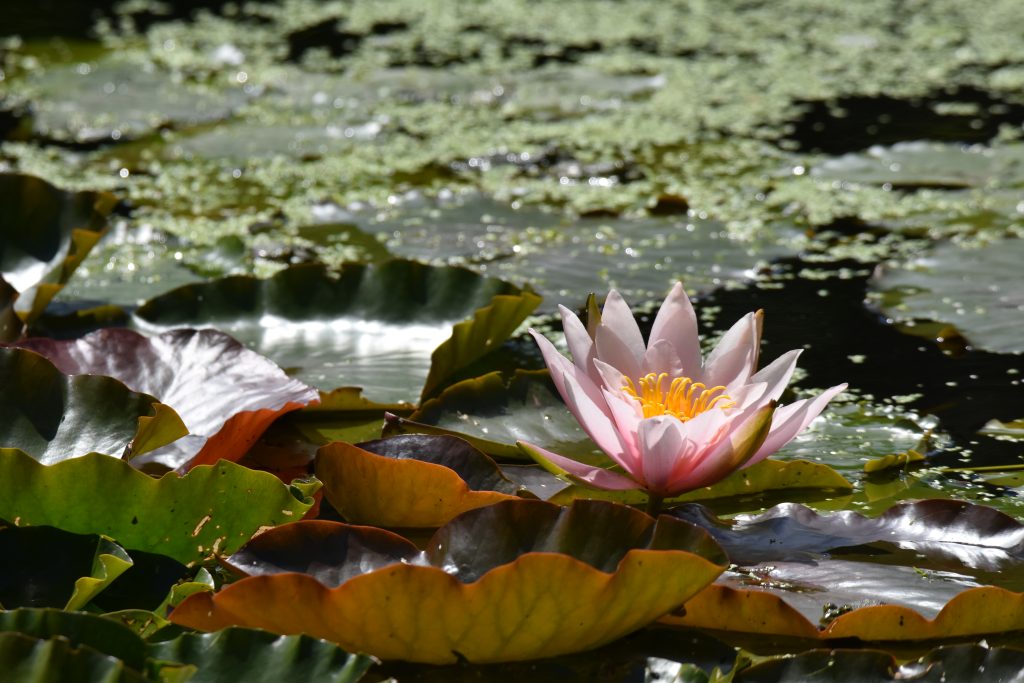 Am Gartenteich (A. Holm)