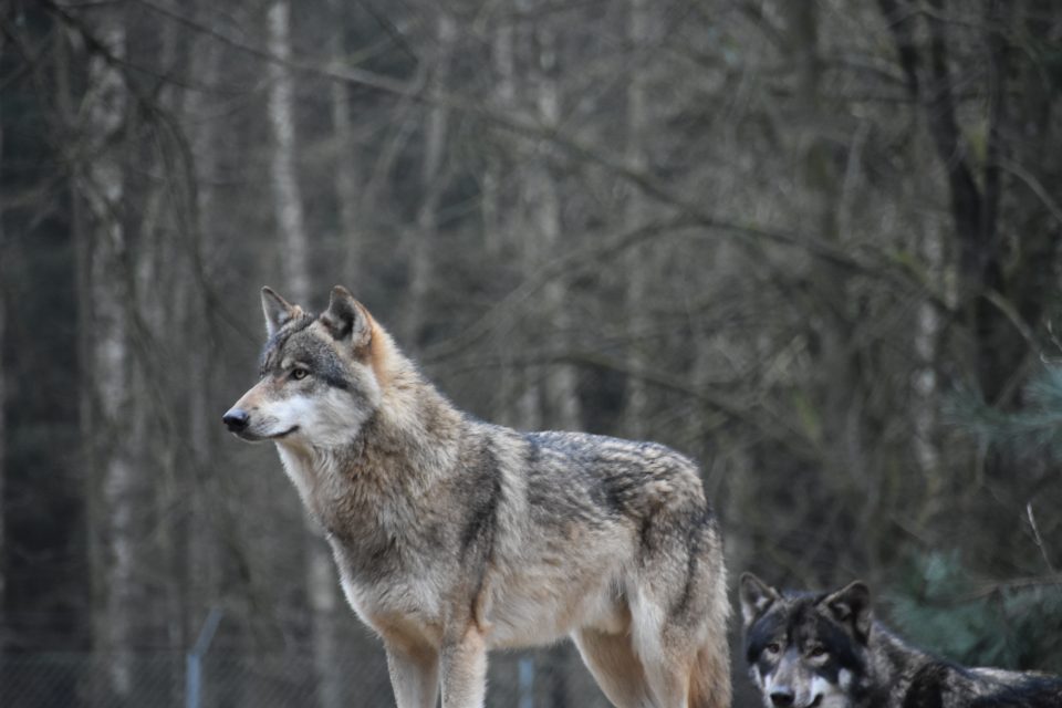 Wolf (Foto: A. Holm)